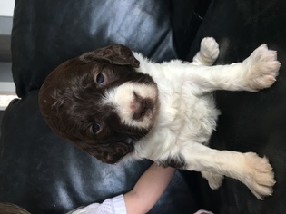 Springerdoodle Puppy for sale in WOODLAND, WA, USA
