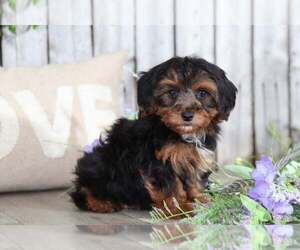 Yorkshire Terrier Puppy for sale in MOUNT VERNON, OH, USA