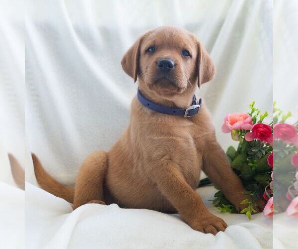 Medium Photo #2 Labrador Retriever Puppy For Sale in GREEN PARK, PA, USA