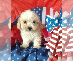 Maltipoo Puppy for sale in PARKER, PA, USA