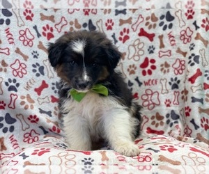Australian Shepherd Puppy for sale in LAKELAND, FL, USA