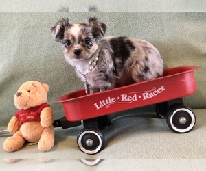 Chihuahua Puppy for sale in NEWVILLE, PA, USA