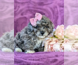 Bichpoo Puppy for sale in LINCOLN UNIV, PA, USA