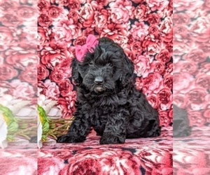 Cock-A-Poo Puppy for sale in KIRKWOOD, PA, USA