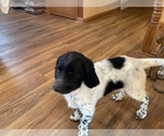 Small Photo #1 Munsterlander (Large) Puppy For Sale in MANCHESTER, IA, USA