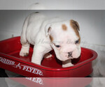 Small Photo #5 English Bulldog Puppy For Sale in CARY, NC, USA