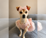 Small Chihuahua