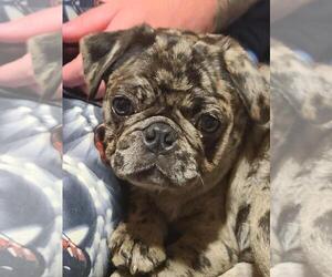 Pug Puppy for sale in FLINT, MI, USA