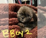 Small Photo #12 Shih Tzu Puppy For Sale in ORLANDO, FL, USA
