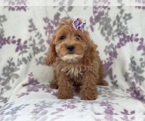 Cocker Spaniel-Poodle (Miniature) Mix Puppy for sale in LAKELAND, FL, USA