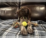 Small Photo #1 German Shorthaired Pointer Puppy For Sale in MERRIAM, KS, USA