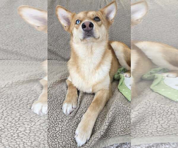 Medium Photo #8 Aussie Siberian Puppy For Sale in Cuba, NY, USA