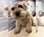 Small #4 Mutt
