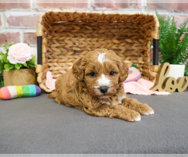 Medium Photo #2 Goldendoodle-Poodle (Toy) Mix Puppy For Sale in SYRACUSE, IN, USA