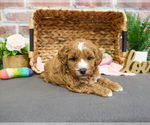 Small #1 Goldendoodle-Poodle (Toy) Mix