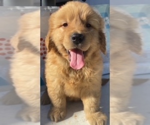 Golden Retriever Puppy for sale in SANTA ANA, CA, USA