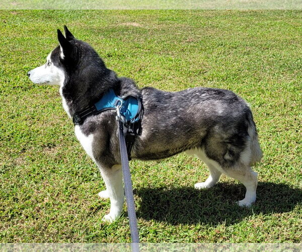 Medium Photo #3 Siberian Husky Puppy For Sale in Lexington Park, MD, USA