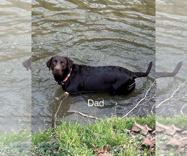 Medium Photo #1 Labrador Retriever Puppy For Sale in INEZ, KY, USA