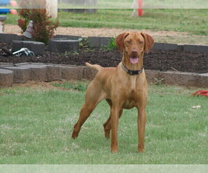Mother of the Vizsla puppies born on 04/07/2023