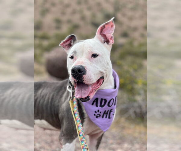 Medium Photo #4 American Pit Bull Terrier-Unknown Mix Puppy For Sale in phoenix, AZ, USA