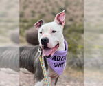 Small #3 American Pit Bull Terrier Mix