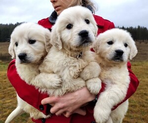 Golden Retriever Puppy for sale in BOISE, ID, USA