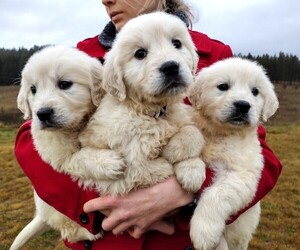 Golden Retriever Puppy for Sale in BOISE, Idaho USA