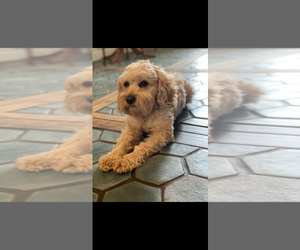 Father of the Cavapoo puppies born on 05/08/2025