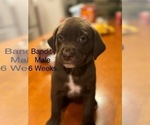 Puppy Bandit Labrador Retriever-Unknown Mix