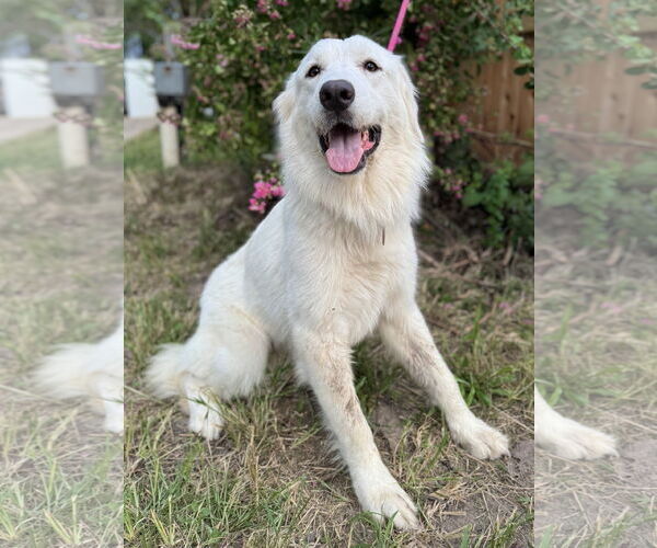 Medium Photo #6 Great Pyrenees Puppy For Sale in Spring, TX, USA