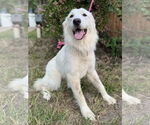 Small #5 Great Pyrenees