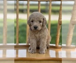 Small Photo #13 Goldendoodle Puppy For Sale in MARYVILLE, MO, USA