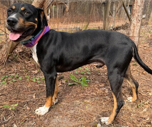 Medium Photo #3 Rottweiler-Unknown Mix Puppy For Sale in Newfoundland, PA, USA