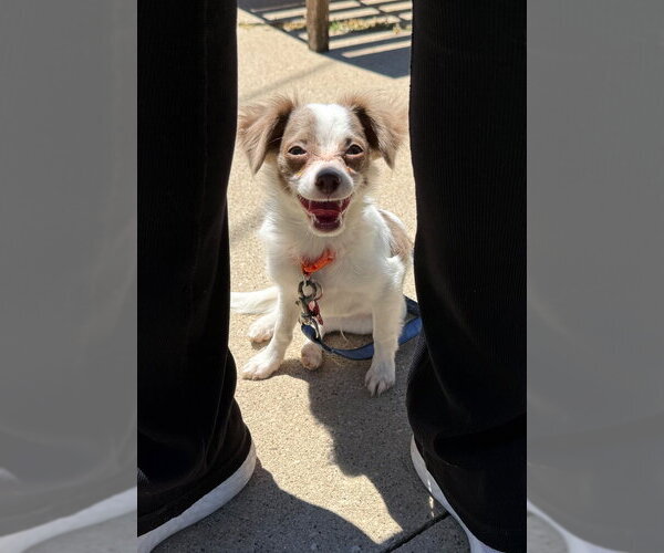 Medium Photo #3 Chihuahua-Unknown Mix Puppy For Sale in Grafton, WI, USA