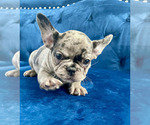 Small Photo #11 French Bulldog Puppy For Sale in CORONA DEL MAR, CA, USA