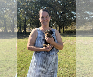 Yorkshire Terrier Puppy for sale in HILLSBORO, TX, USA