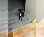Small #2 Labrador Retriever