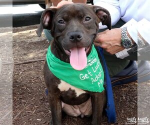 American Pit Bull Terrier-Unknown Mix Dogs for adoption in Washington, DC, USA