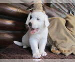 Small Photo #15 Anatolian Shepherd-Maremma Sheepdog Mix Puppy For Sale in LECANTO, FL, USA