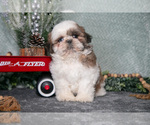 Small Photo #6 Shih Tzu Puppy For Sale in CLARE, MI, USA