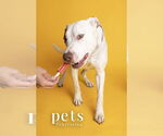 Small #15 American Staffordshire Terrier Mix