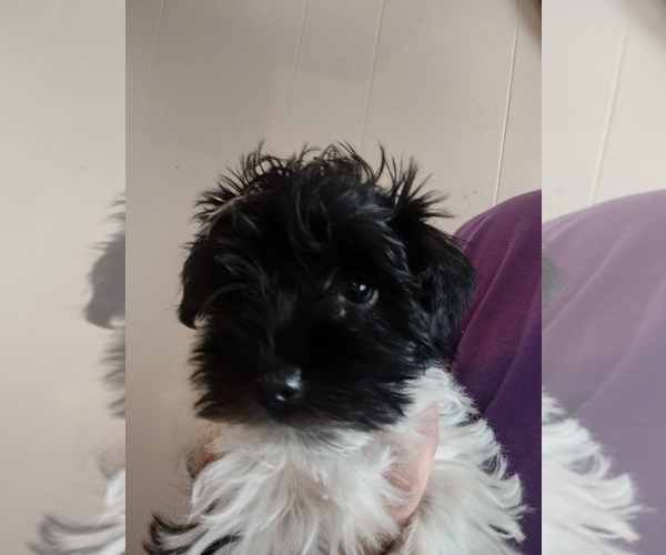 Medium Photo #3 Schnauzer (Miniature) Puppy For Sale in ENID, OK, USA