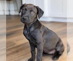 Boxador Dogs for adoption in San Diego, CA, USA