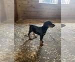 Small Photo #6 Doberman Pinscher Puppy For Sale in BOUCKVILLE, NY, USA