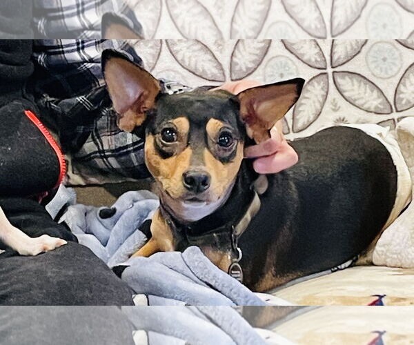 Medium Photo #5 Chiweenie Puppy For Sale in Princeton, MN, USA