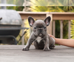 French Bulldog Puppy for sale in TAMPA, FL, USA