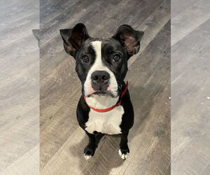 Boxer-Unknown Mix Dogs for adoption in Columbus, IN, USA