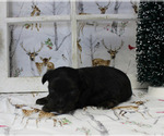 Small Photo #9 YorkiePoo Puppy For Sale in CHANUTE, KS, USA