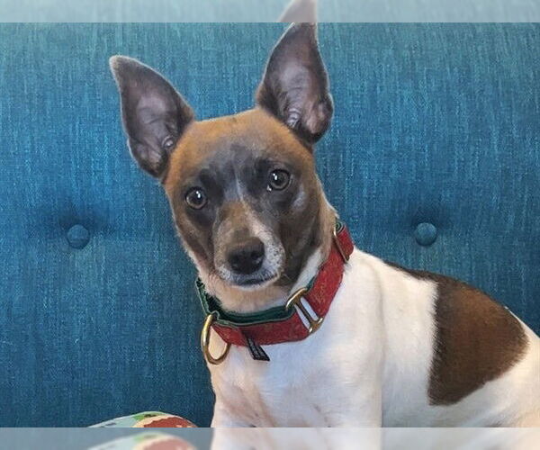 Medium Photo #1 Chihuahua Puppy For Sale in Ojai, CA, USA