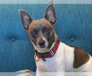 Chihuahua Dogs for adoption in Ojai, CA, USA